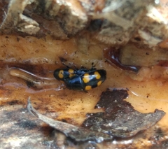 Glischrochilus grandis