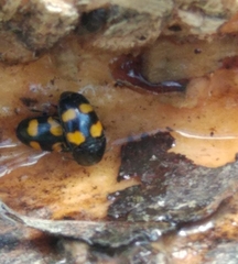 Glischrochilus grandis