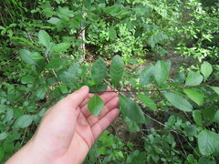 Forestiera ligustrina