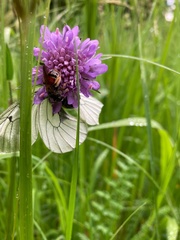 Andrena hattorfiana