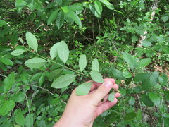 Forestiera ligustrina