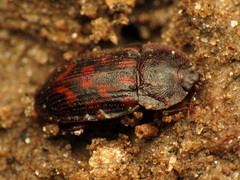 Phenolia grossa
