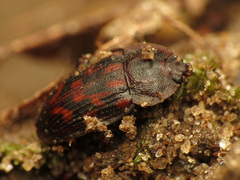 Phenolia grossa