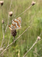 Melitaea cinxia