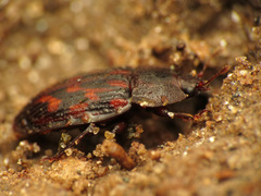 Phenolia grossa