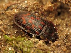 Phenolia grossa