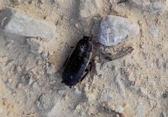 Loboptera canariensis