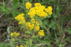 Odontarrhena muralis