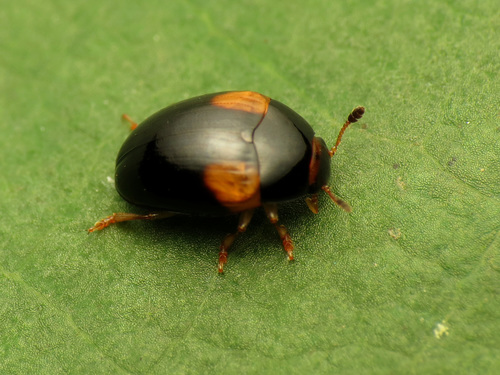 Caped Pleasing Fungus Beetle