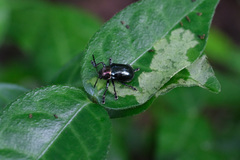 Platycorynus ignicollis