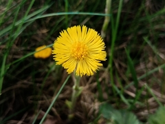 Tussilago