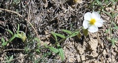Helianthemum asperum