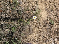 Helianthemum asperum