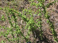 Berberis hispanica