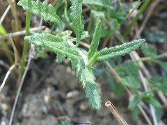 Teucrium scordium