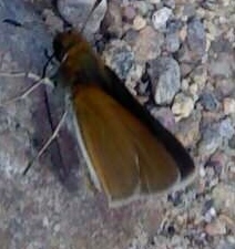 Euphyes bimacula