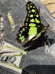 Graphium tynderaeus