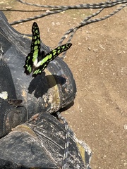 Graphium tynderaeus