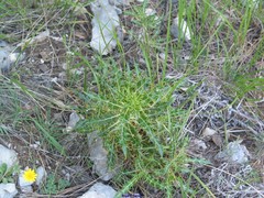 Ptilostemon hispanicus