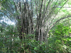 Dendrocalamus