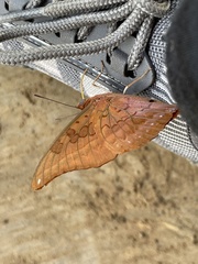 Charaxes nichetes nichetes