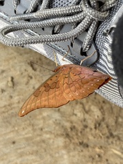 Charaxes nichetes nichetes