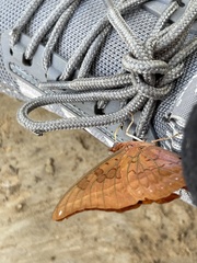 Charaxes nichetes nichetes