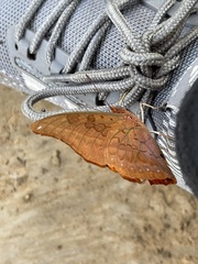 Charaxes nichetes nichetes