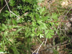 Crataegus laciniata
