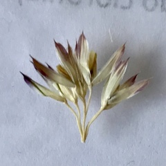 Phalaris coerulescens