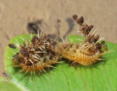 Aspidimorpha puncticosta