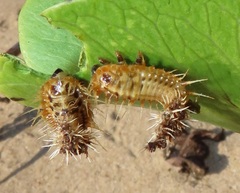 Aspidimorpha puncticosta