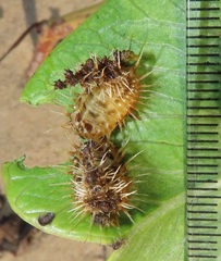 Aspidimorpha puncticosta