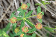 Euphorbia fragifera