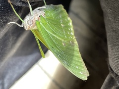 Charaxes eupale latimargo