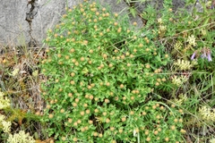 Euphorbia fragifera