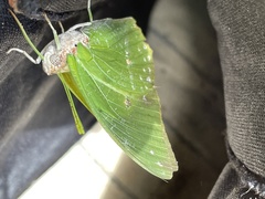 Charaxes eupale latimargo