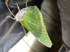 Charaxes eupale latimargo