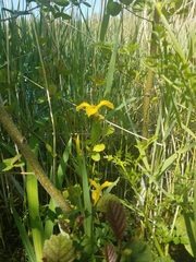 Iris pseudacorus