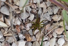 Micrommata virescens