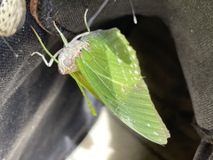 Charaxes eupale latimargo