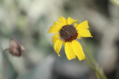 Neotephritis finalis