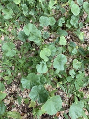 Malva pusilla