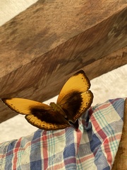 Cymothoe hypatha hypatha