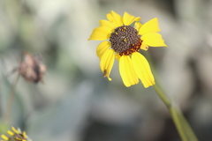 Neotephritis finalis