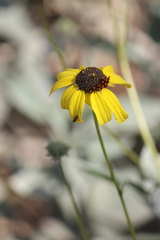 Neotephritis finalis