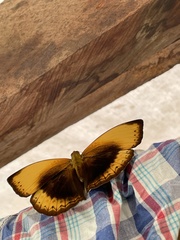 Cymothoe hypatha hypatha