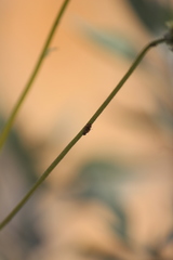 Neotephritis finalis