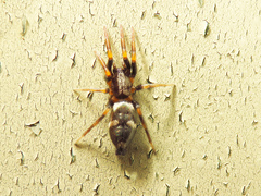 Callilepis schuszteri