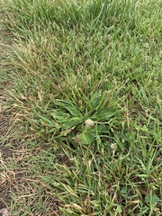 Plantago lanceolata
